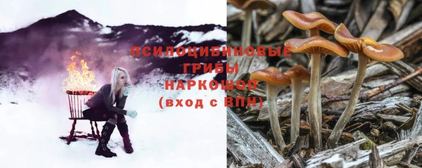 сатива Волоколамск